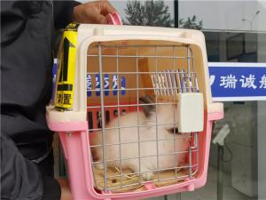  宠物兔托运