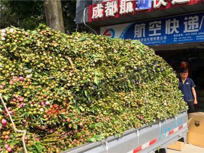  成都至深圳花卉运输